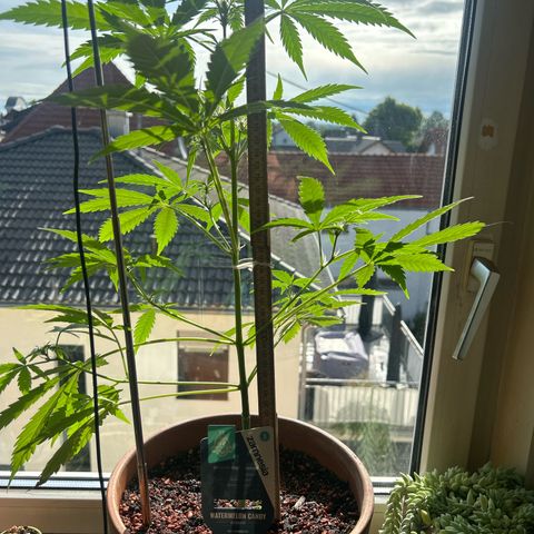 Sandy growlog timeline photo