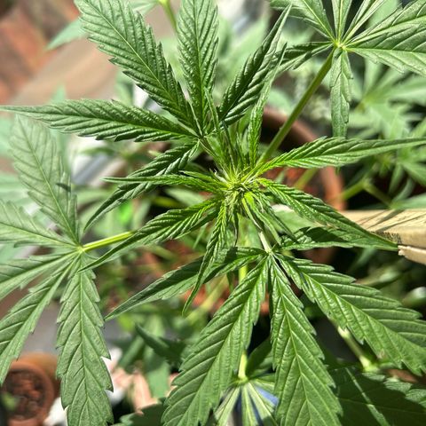 Sandy growlog timeline photo
