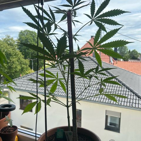 Sandy growlog timeline photo