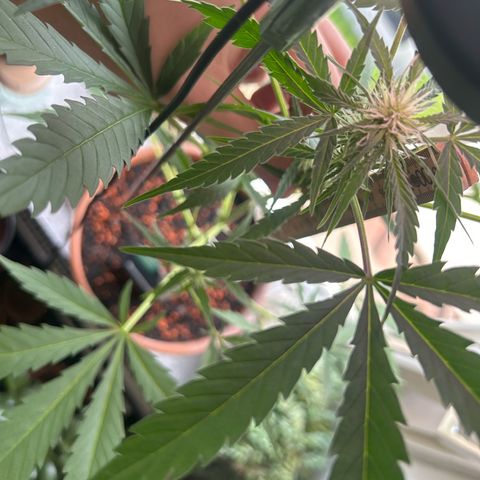 Sandy growlog timeline photo