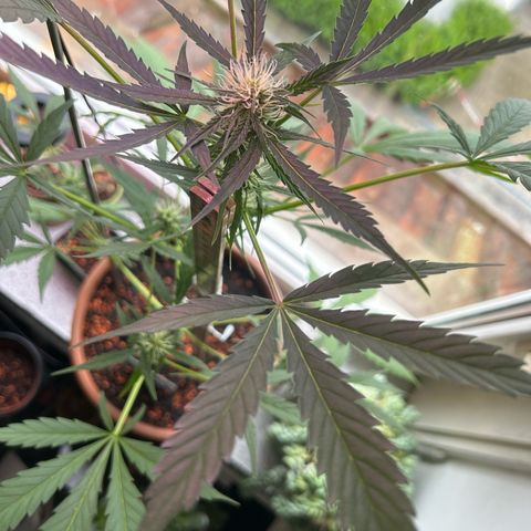 Sandy growlog timeline photo