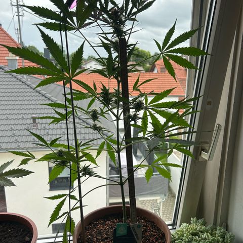 Sandy growlog timeline photo