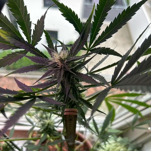 Sandy growlog timeline photo