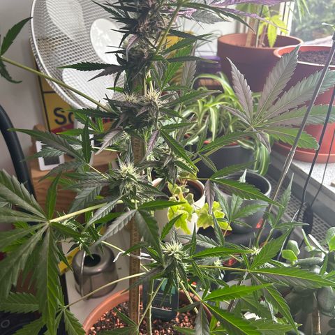 Sandy growlog timeline photo