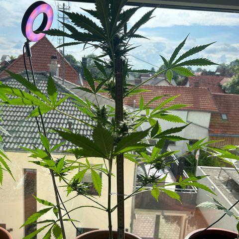 Sandy growlog timeline photo