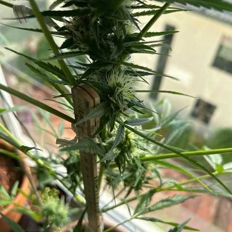 Sandy growlog timeline photo