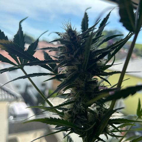 Sandy growlog timeline photo