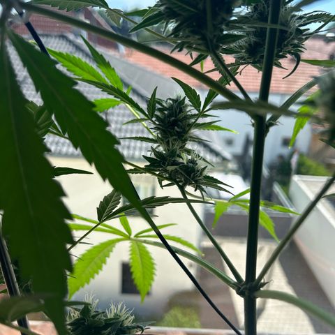Sandy growlog timeline photo