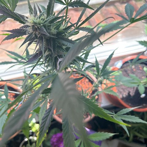 Sandy growlog timeline photo