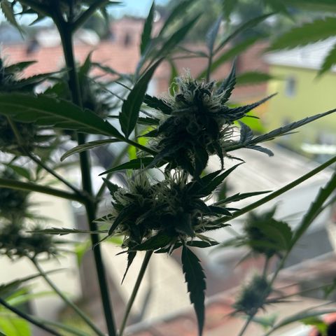 Sandy growlog timeline photo