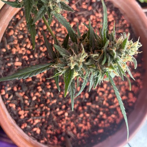 Sandy growlog timeline photo