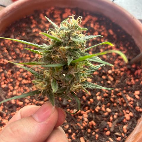 Sandy growlog timeline photo