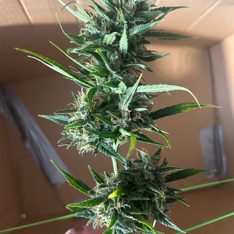 Sandy growlog timeline photo