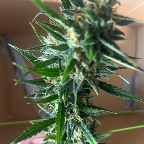 Sandy growlog timeline photo