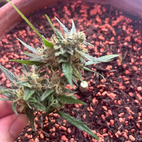 Sandy growlog timeline photo