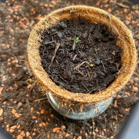 Chloe growlog timeline photo