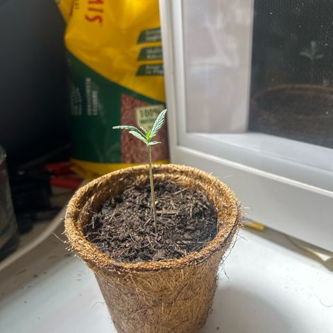 Chloe growlog timeline photo