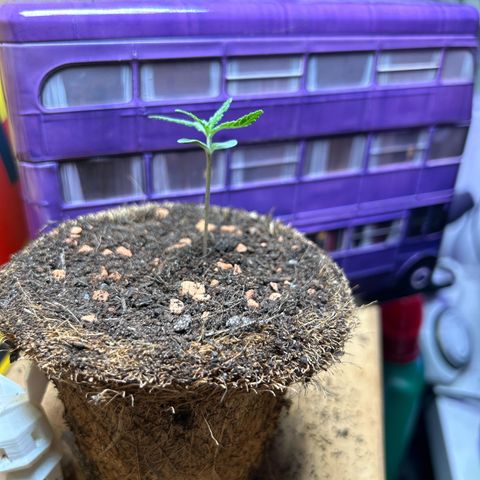 Chloe growlog timeline photo