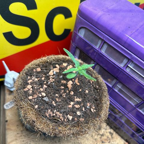 Chloe growlog timeline photo