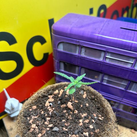 Chloe growlog timeline photo