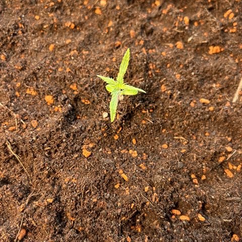 Chloe growlog timeline photo