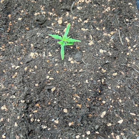 Chloe growlog timeline photo