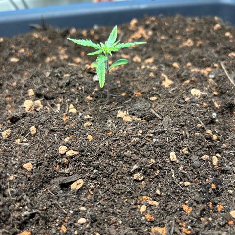 Chloe growlog timeline photo