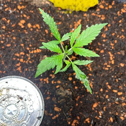 Chloe growlog timeline photo