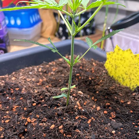 Chloe growlog timeline photo