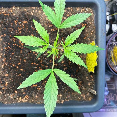 Chloe growlog timeline photo