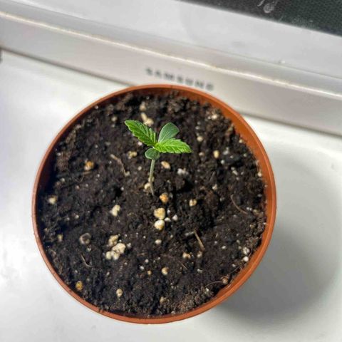 Myrtle growlog timeline photo
