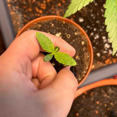 Myrtle growlog timeline photo