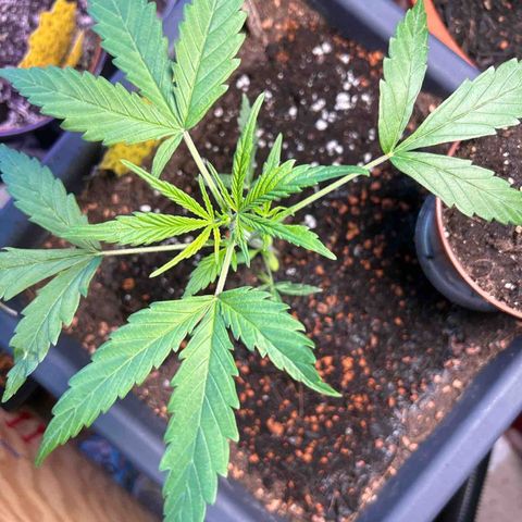 Chloe growlog timeline photo