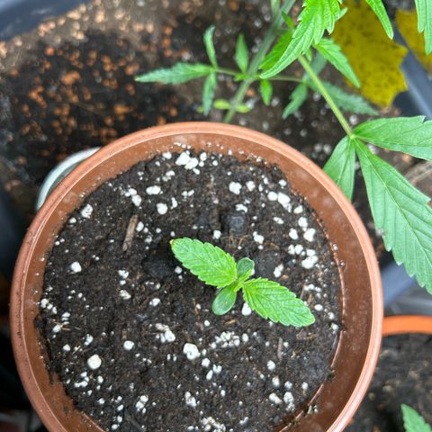 Myrtle growlog timeline photo
