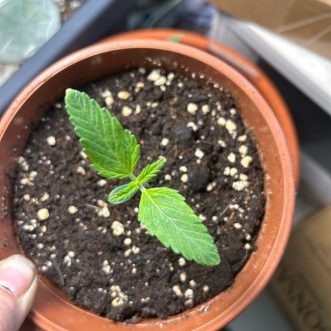 Myrtle growlog timeline photo