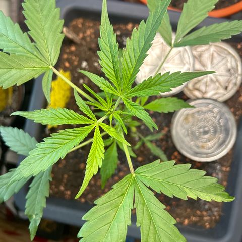Chloe growlog timeline photo