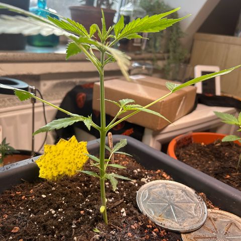 Chloe growlog timeline photo