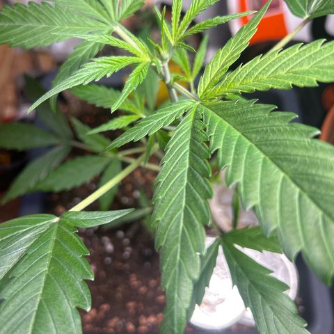 Chloe growlog timeline photo