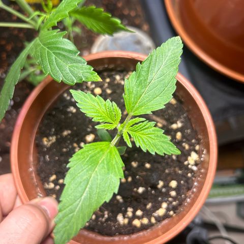Myrtle growlog timeline photo