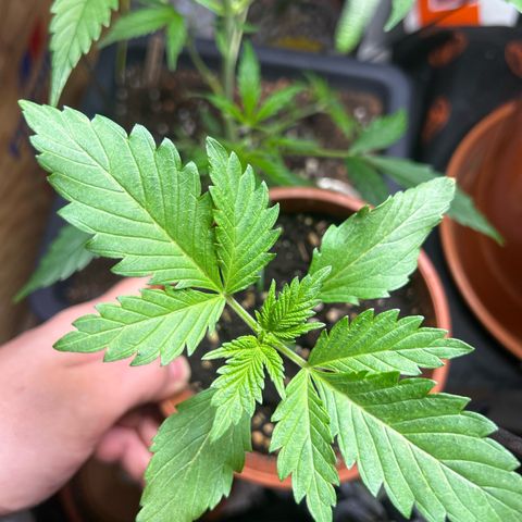 Myrtle growlog timeline photo