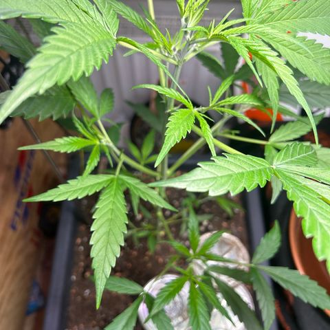 Chloe growlog timeline photo