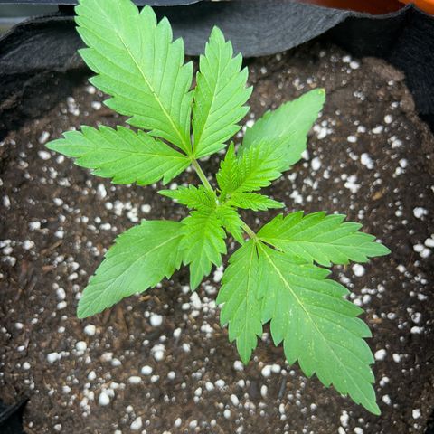 Myrtle growlog timeline photo