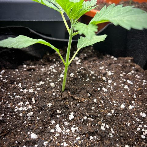 Myrtle growlog timeline photo