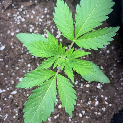 Myrtle growlog timeline photo