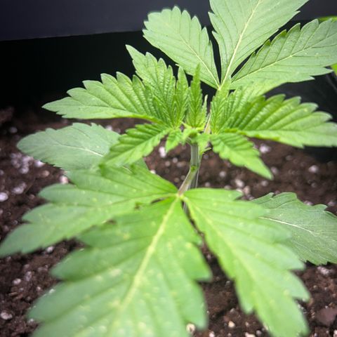 Myrtle growlog timeline photo