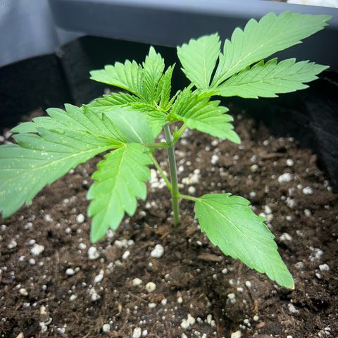 Myrtle growlog timeline photo
