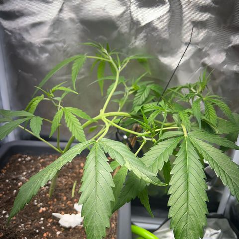 Chloe growlog timeline photo