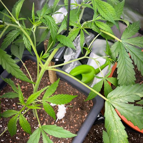 Chloe growlog timeline photo