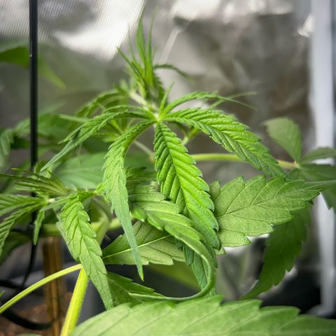 Chloe growlog timeline photo