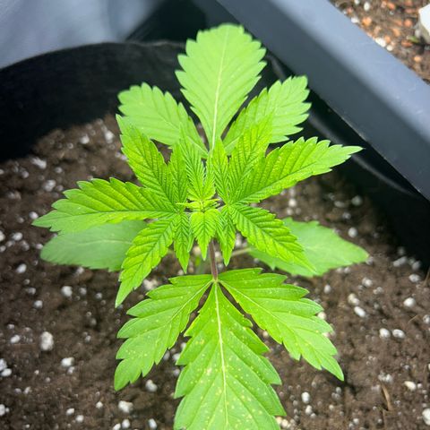 Myrtle growlog timeline photo